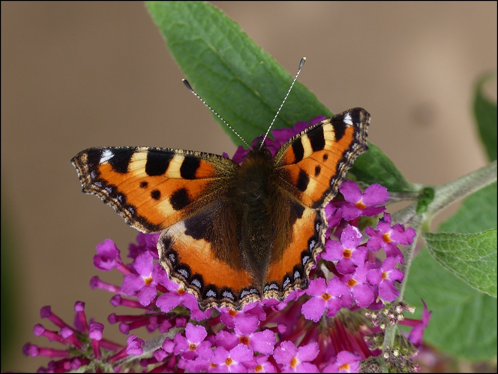 . Die Sommergeneration [Kleiner Fuchs (Aglais urticae)] ist unserem Garten treu geblieben. 06.08.2013 (Jeanny)