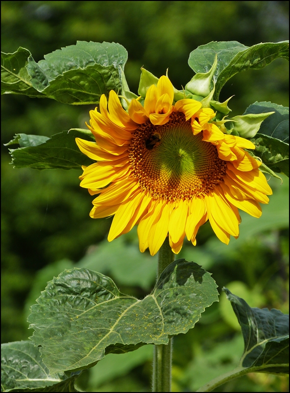 . Die Sonnenblume hat zu blhen begonnen. 09.08.2013 (Jeanny)