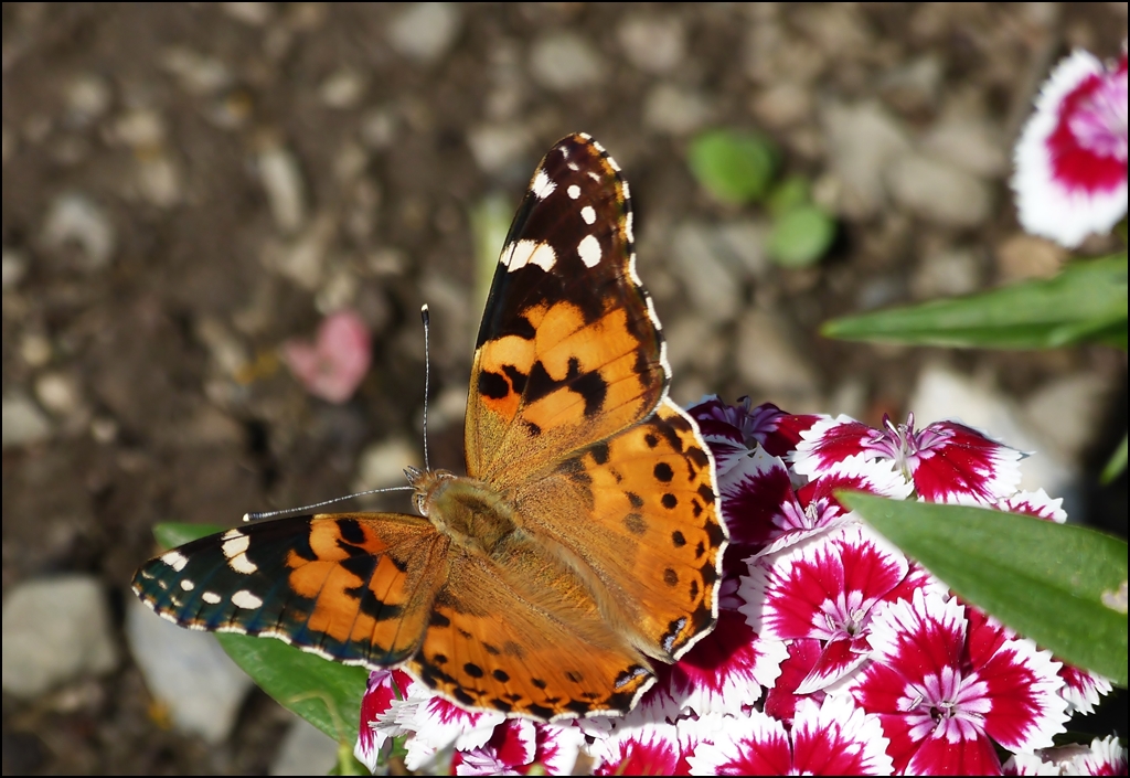 . Ein Distelfalter (Vanessa cardui) auf Abwegen. 27.07.2013 (Hans)