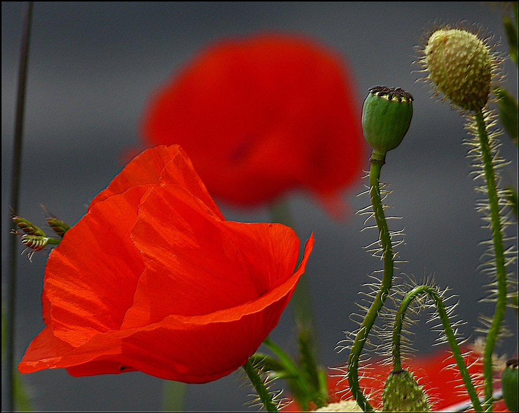 . Es gibt ihn noch... den wilden Klatschmohn. 01.07.2013 (Jeanny)