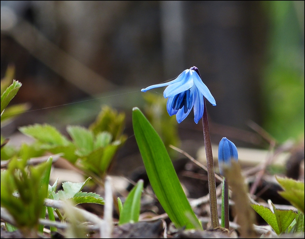 - Frhling 2013 - Blaue Schnheit. 16.04.2013 (Jeanny)