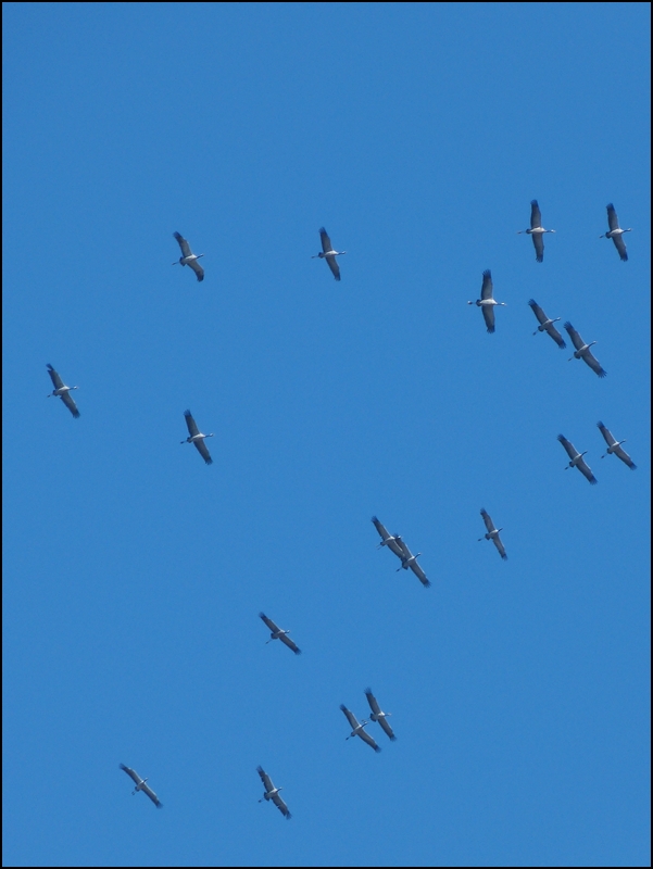 . Fr�hling 2013 - Die Kraniche, V�gel des Gl�cks. 04.03.2013 (Jeanny)