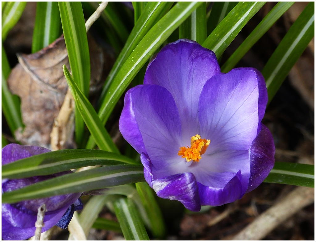 . Frhling 2013 - Ein Krokus in unserem Vorgarten hat den Mrzschnee berlebt. 02.04.2013 (Jeanny)