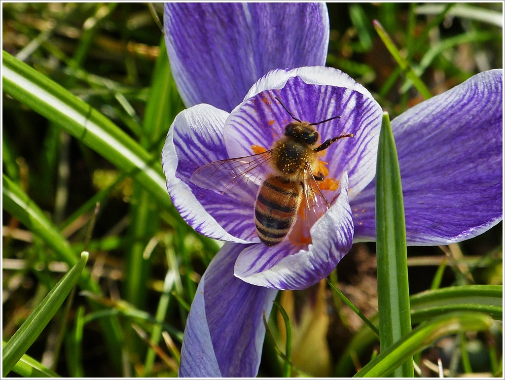 . Fr�hling 2013 - Ein Bienchen im Nektarrausch. 07.04.2013 (Jeanny)