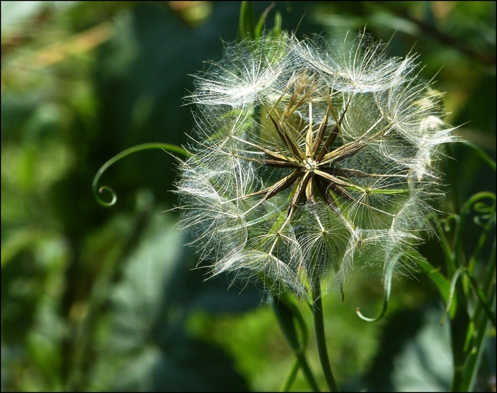 . Kunstwerke der Natur (I). 16.07.2013 (Jeanny)