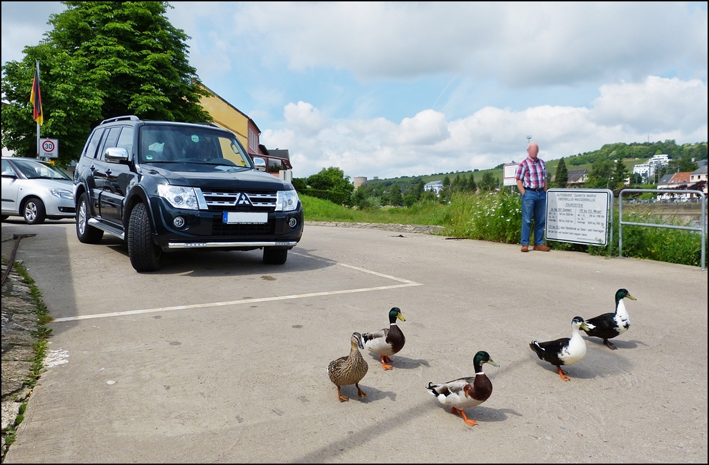 . Platz da, zuerst kommen wir - Die Enten blockieren den Autoverkehr zur F�hre in Oberbillig. 14.06.2013. (Jeanny) 