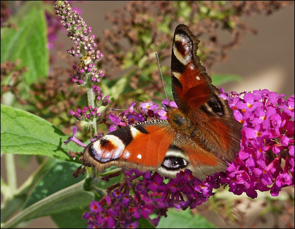 . Schon etwas abgeflogen, aber immer noch wunderschn, das Tagpfauenauge (Inachis io). 10.08.2013 (Jeanny)