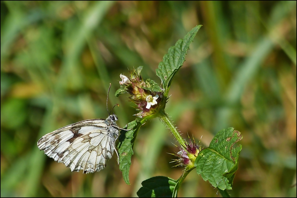 . Verschnaufpause fr das Schachbrett (Melanargia galathea). 05.08.2013 (Hans)