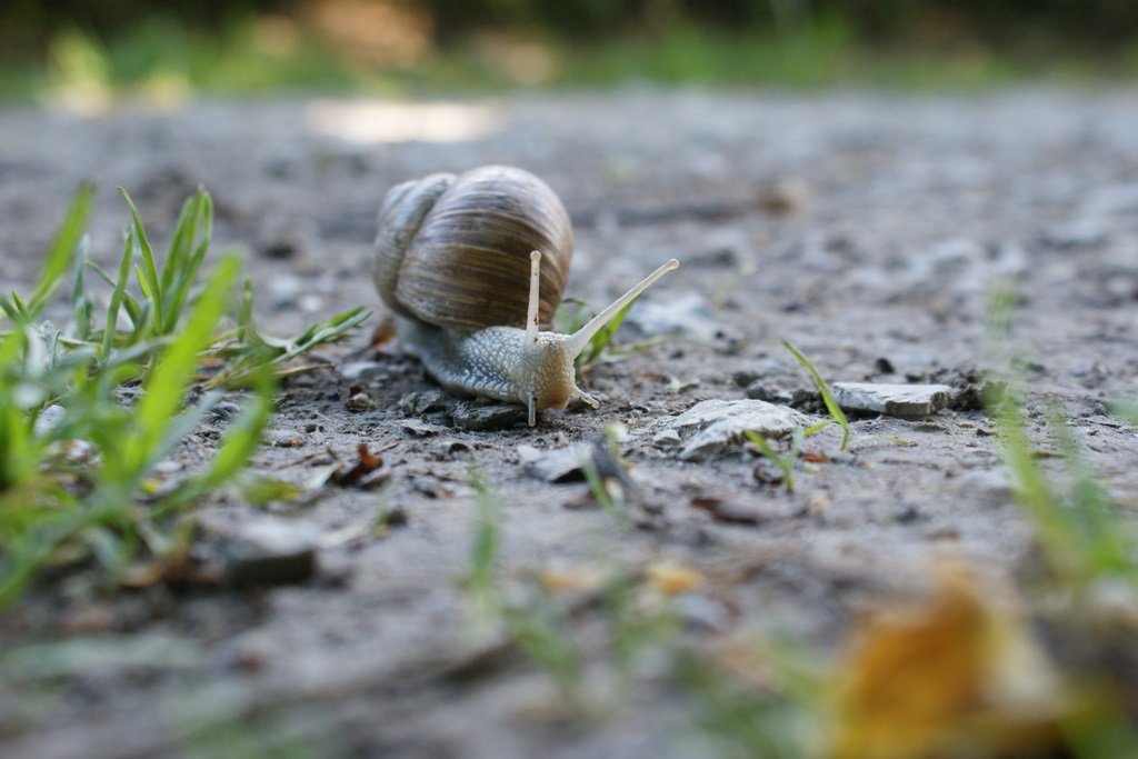 An einem schattigen Pltzchen an diesem heien Tag konnte ich mir viel (Belichtungs)-Zeit lassen um die heranschleimende Schnecke in aller Ruhe aufs Bild zu bahnen. Blonay, 5. Juni 2010