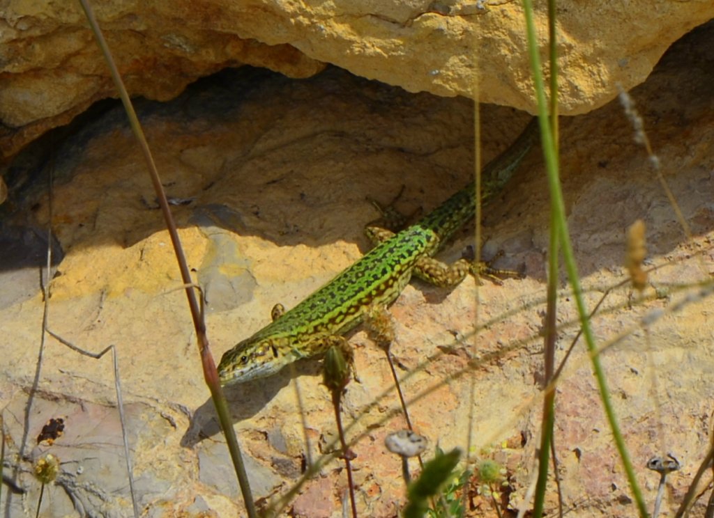 Auf Ibiza trifft man h�ufig auf flinke Eidechsen. Es gibt �ber 30 verschiedene Arten in allen erdenklichen Farben. Dieses Exemplar habe ich bei einem Spaziergang in der N�he des Leuchturmes Botafoc entdeckt. (09.05.2013)





