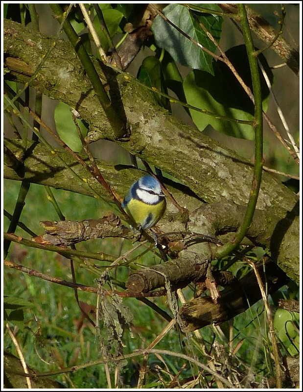 Blaumeise.15.01.2012 (Jeanny)