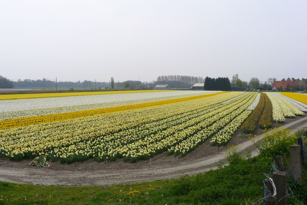 Blumenfelder bei Sassenheim 16-04-2011. Bloembollenvelden met narcissen. Klinkenberg Sassenheim 16-04-2011.