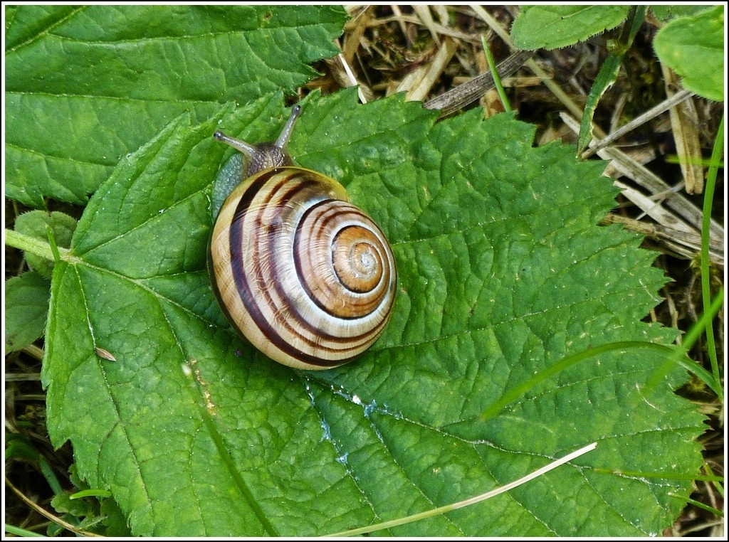 Damit Garry nicht in Vergessenheit gert. ;-) 07.07.2012 (Hans)