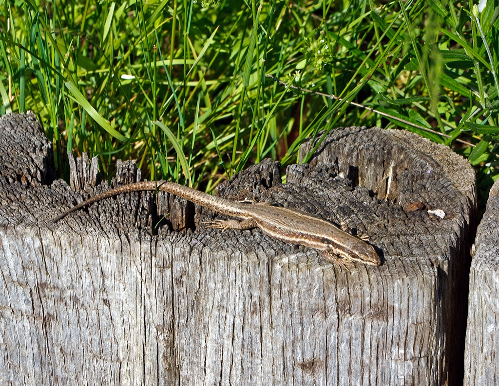 Dank Jeanny konnte ich dieses Bild machen - 
Eine Eidechse (Lacertidae) am 16.06.2013 beim Bahnhof Wilwerwiltz (Wlwerwolz), Luxembourg.