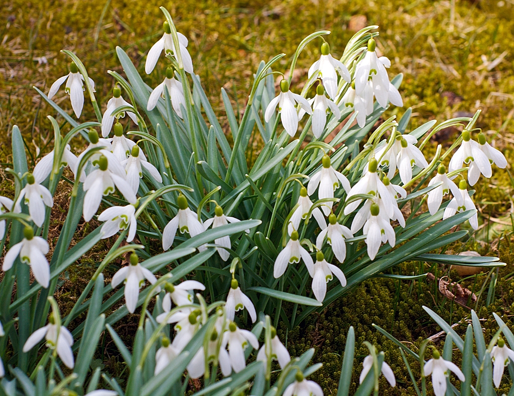 Der Frhling ist auch in Herdorf angekommen: 

Schneeglckchen in unserem Garten (08.04.2013).