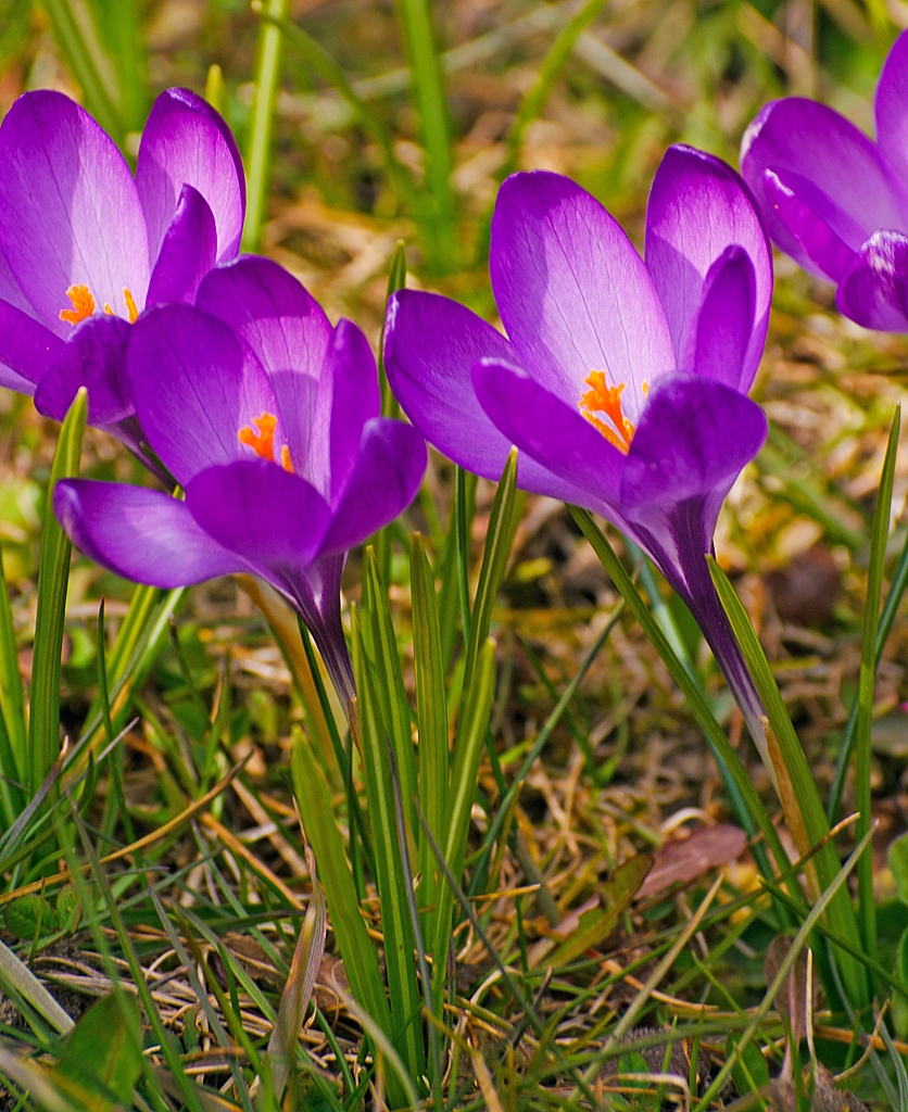 Der Frhling ist auch in Herdorf angekommen: 

Krokusse in unserem Garten (08.04.2013).