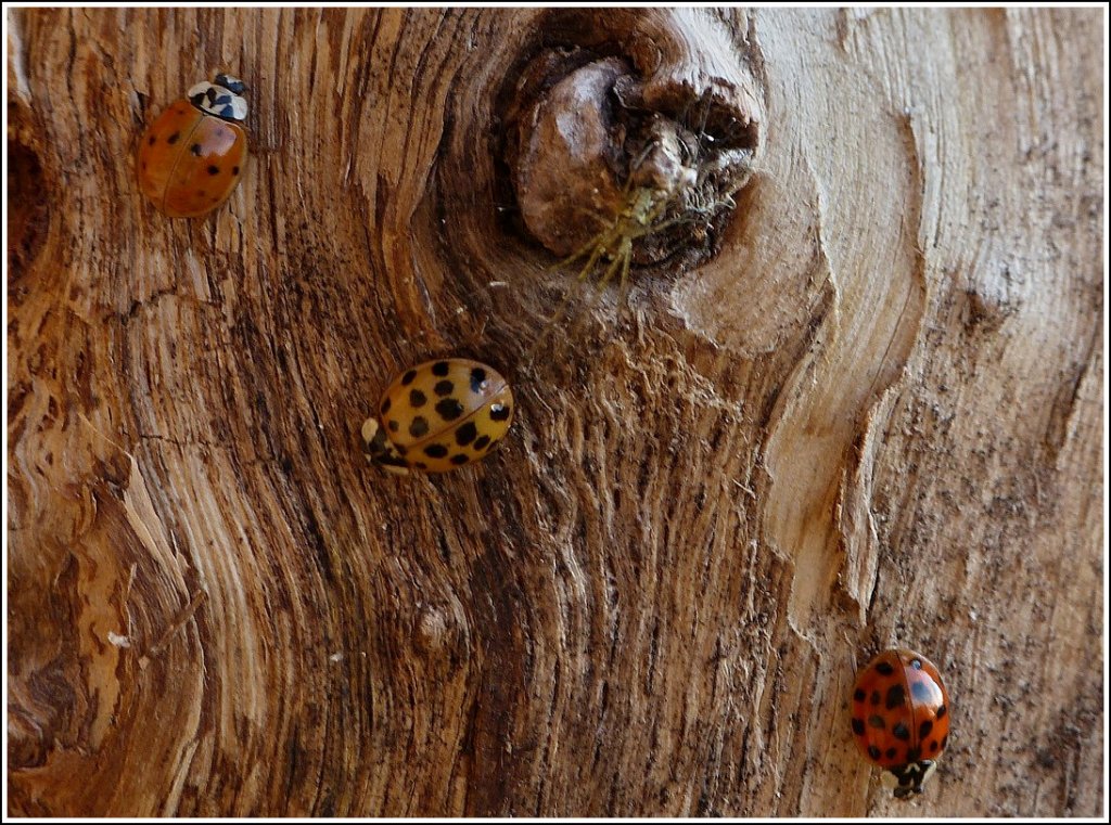 Die Marienkfer necken die Spinne. 06.11.2011 (Jeanny)