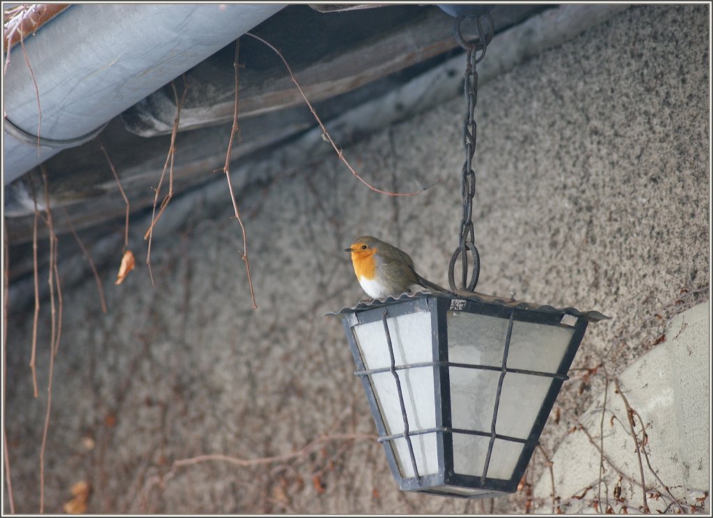 Dieses Rotkehlchen liess sich durch nichts aus der Ruhe bringen.
(20.01.2011)