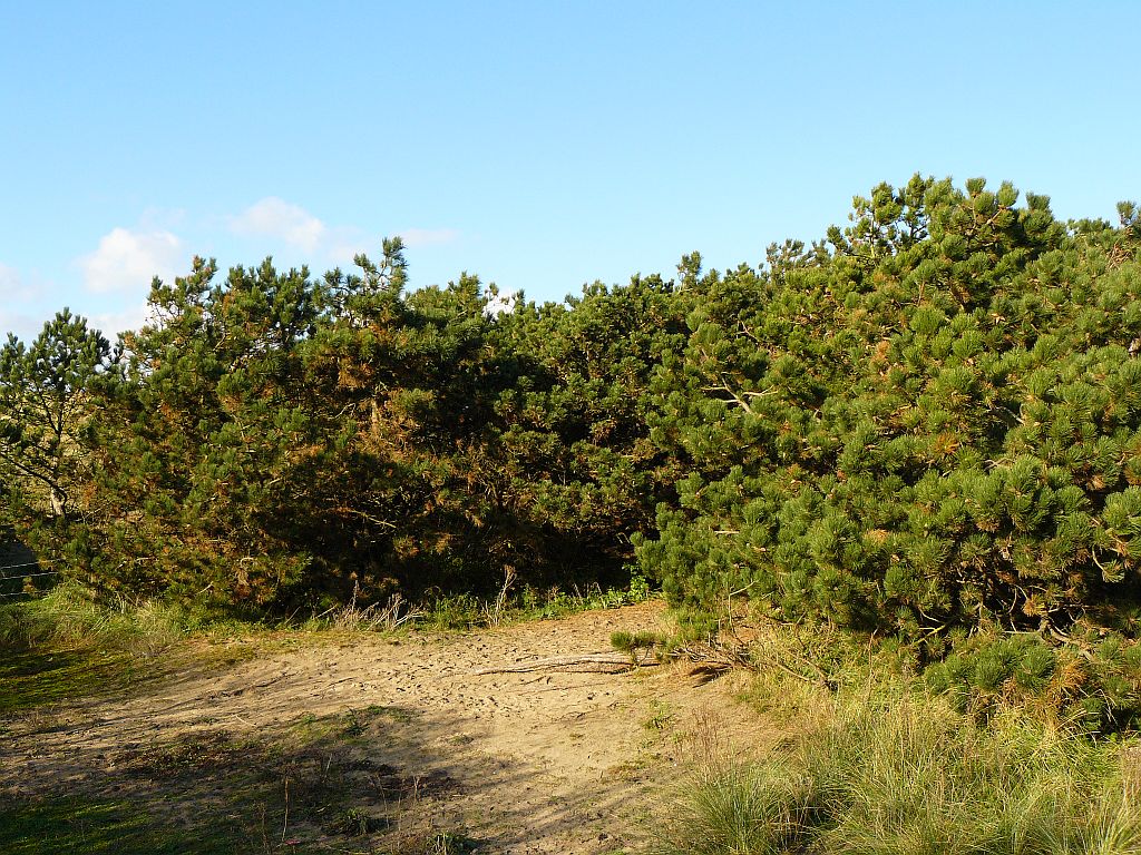 Dne bei Noordwijk am 11-11-2012. 

Duinen bij Noordwijk 11-11-2012.