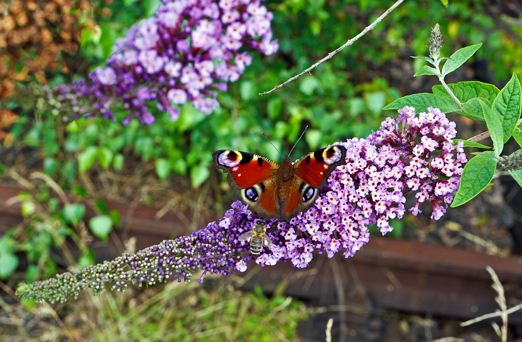 Ein Tagpfauenauge und eine Biene bei der Nahrungungssuche auf Sommerflieder (Schmetterlingsflieder), am 03.08.2012 in Betzdorf/Sieg.