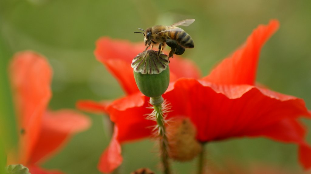 Eine Biene auf Nahrungssuche
(14.06.2010)