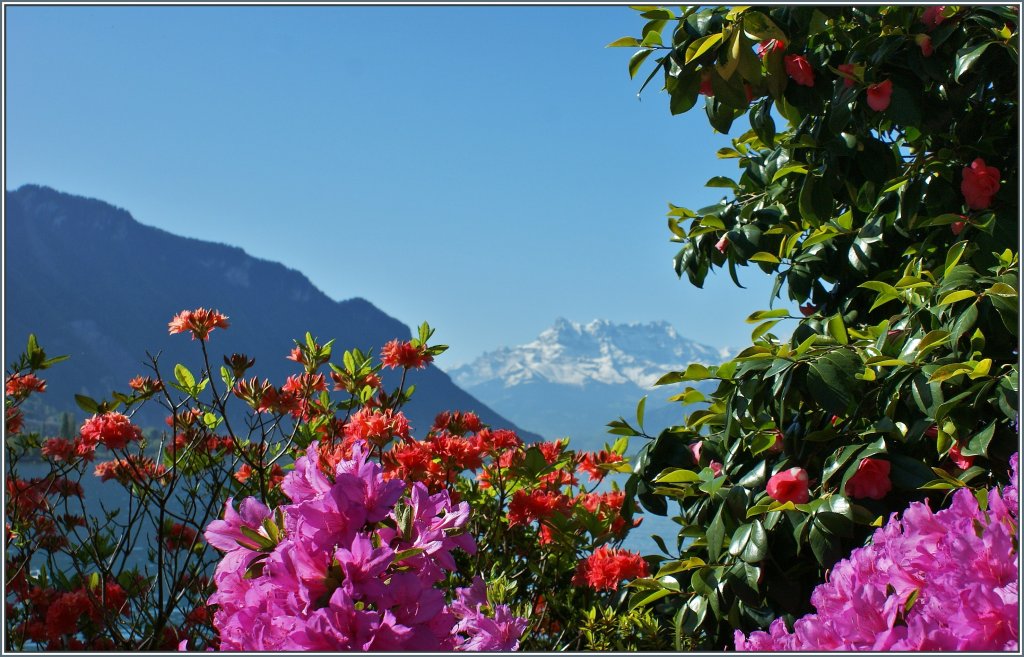 Fr�hling am Genfersee.
(14.05.2013)
