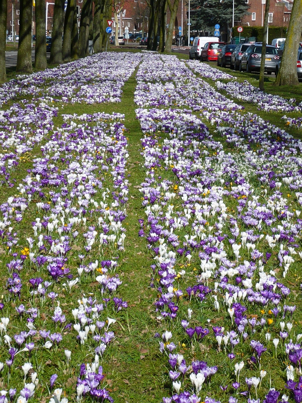 Frhling. Lammenschansweg Leiden 21-03-2010.