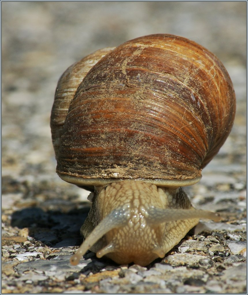 Garry hatte wohl ein schnelles Bahnbillet, denn er ist heute in Blonay eingetroffen...
(30.06.2013)