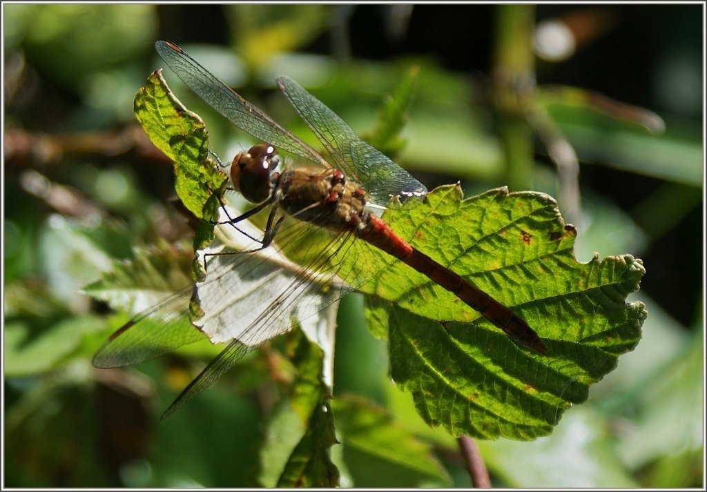 Geduldig liess sich diese Libelle von mir fotografieren.
(13.09.2011)