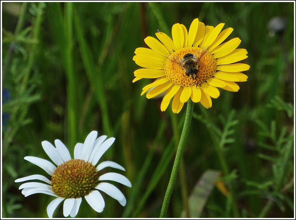 Gelb und wei. 03.07.2012 (Jeanny)