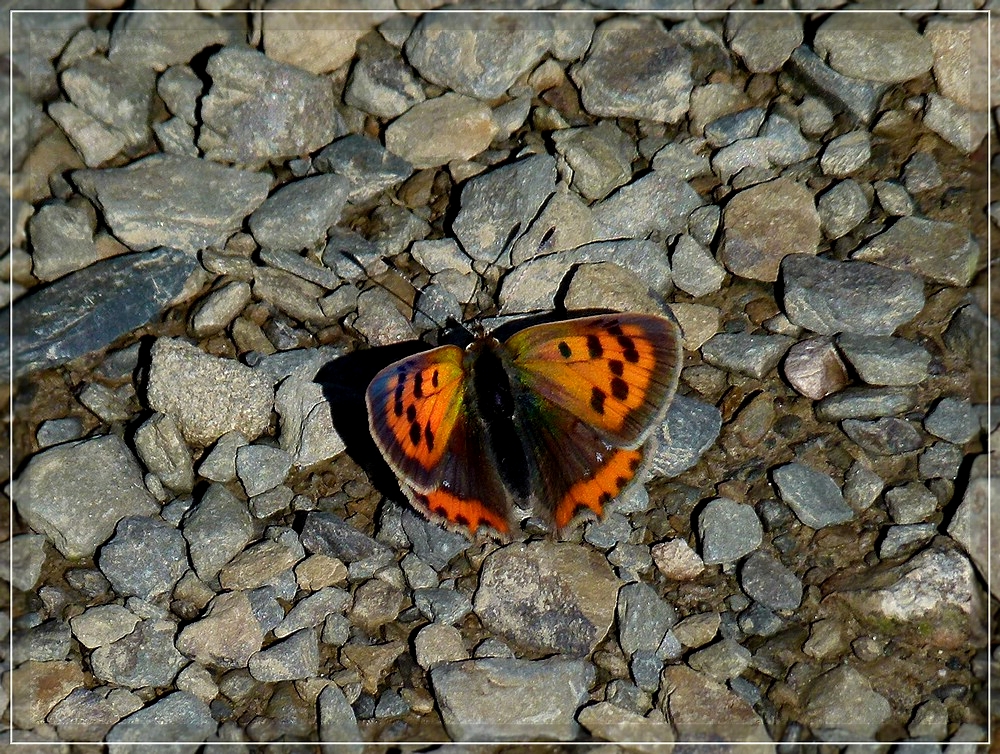 Herbstliche Farben. 12.09.2011 (Kleiner Feuerfalter).