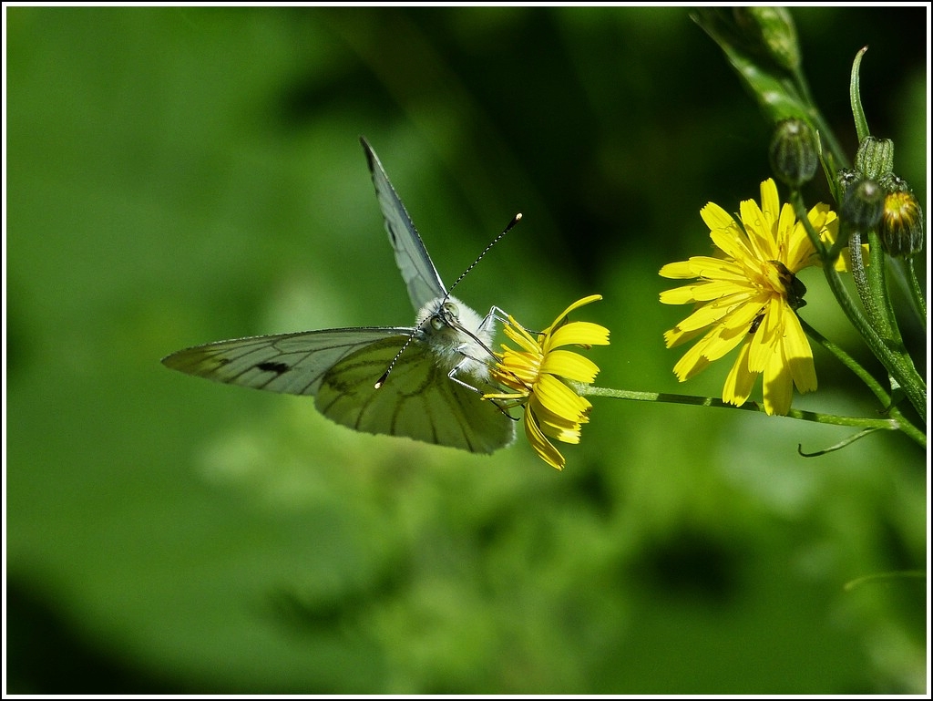 Kleines Monster. 22.07.2012 (Jeanny)