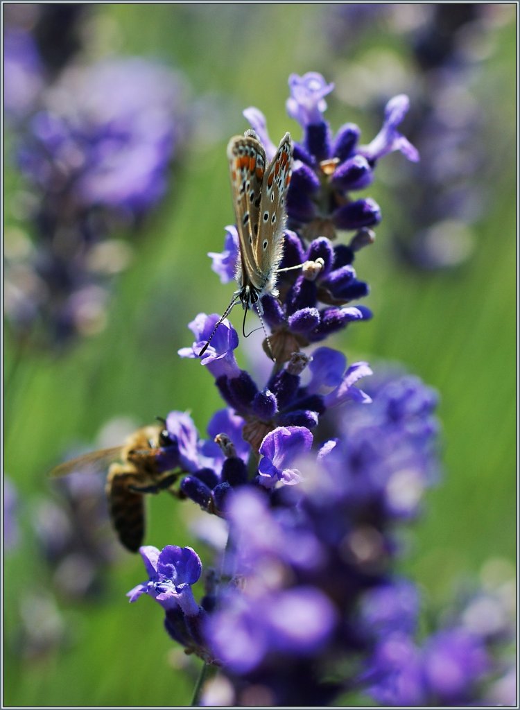 Lavendelnektar schtzt dieser  Hauhechelbluling  sehr.
(20.07.2013)