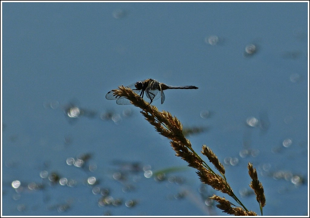 Leben am Wasser. 25.07.2012 (Jeanny)