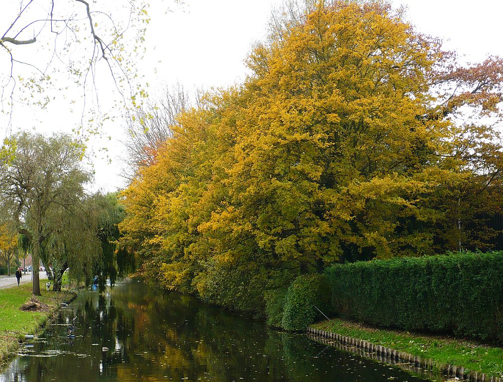 Marinpoelstraat, Leiden 08-11-2012. 
Herfstkleuren Marinpoelstraat, Leiden 08-11-2012.