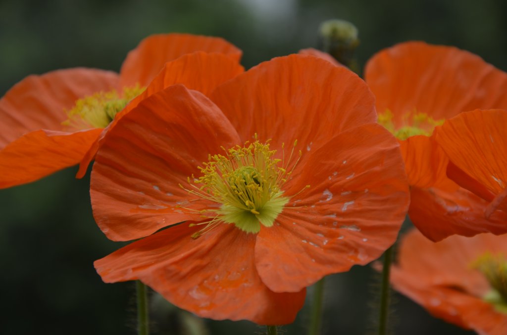 Mohnblume an unserem Balkongitter (13.06.2013)