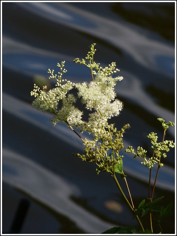 Pflanzen am Wasser. 22.07.2012 (Jeanny)