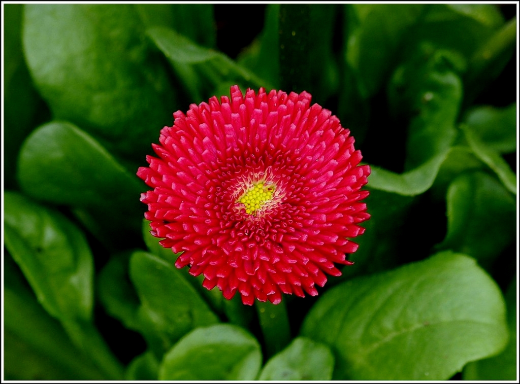 Rote Sch�nheit. 19.03.2012 (Jeanny)