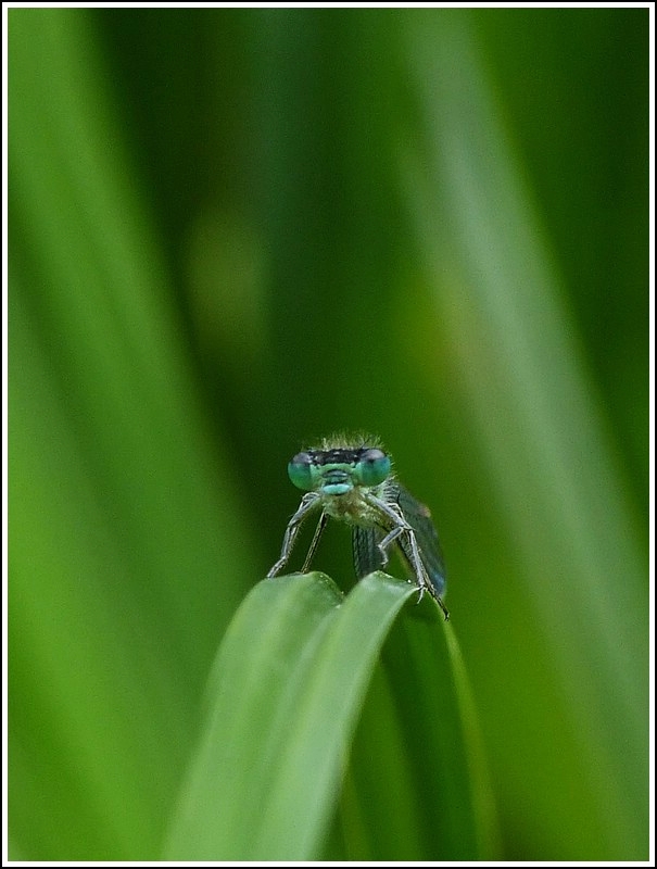 Schau mit in die Augen, Kleines. 31.07.2012 (Jeanny)