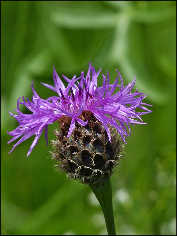 Schnheit in lila. 27.05.2012 (Jeanny)