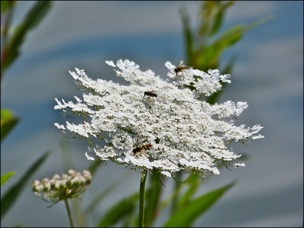 Sommersouvenir. 10.08.2012 (Jeanny)