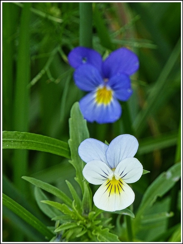 Spiel mit dem Fokus. 07.07.2012 (Jeanny)