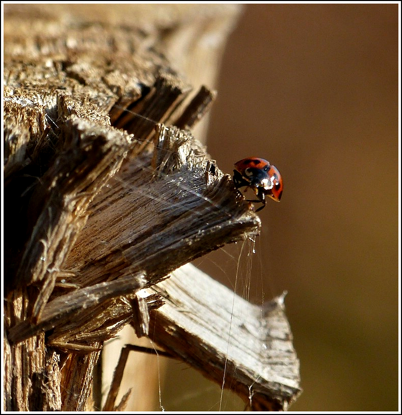 Spinnweben und Marienkfer. 06.11.2011 (Jeanny)