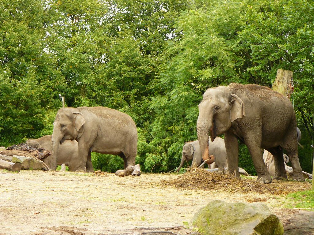 Tiergarten Blijdorp, Rotterdam 12-09-2011. 