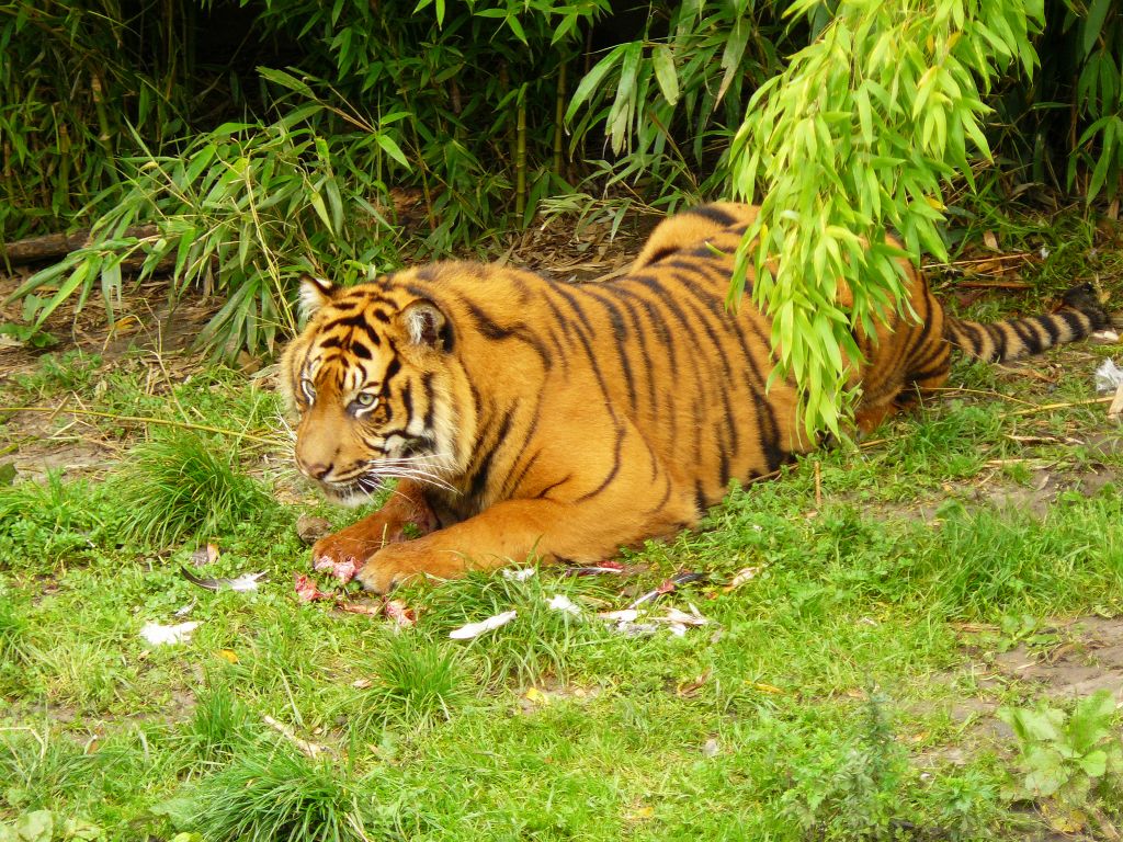 Tiergarten Blijdorp, Rotterdam 12-09-2011. 