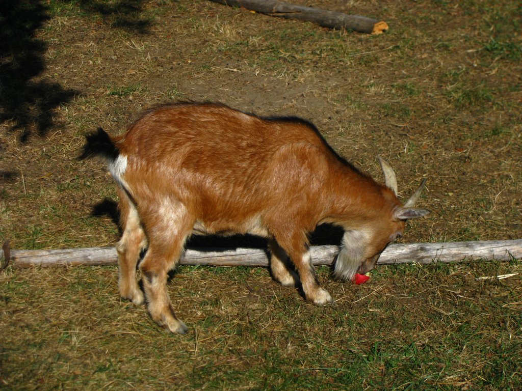 Verbotenes Mahl: Diese Zwergziege verspeist soeben den Apfel, den ich ihr vom Baum geschttelt habe. Doch sollte mich dabei keine Schuld treffen, denn wenn die Tiere das wollen, holen sie sich die Frchte mit akrobatischen Einlagen von den Zweigen. Leider habe ich davon keine Fotos. (Oktober 2009)