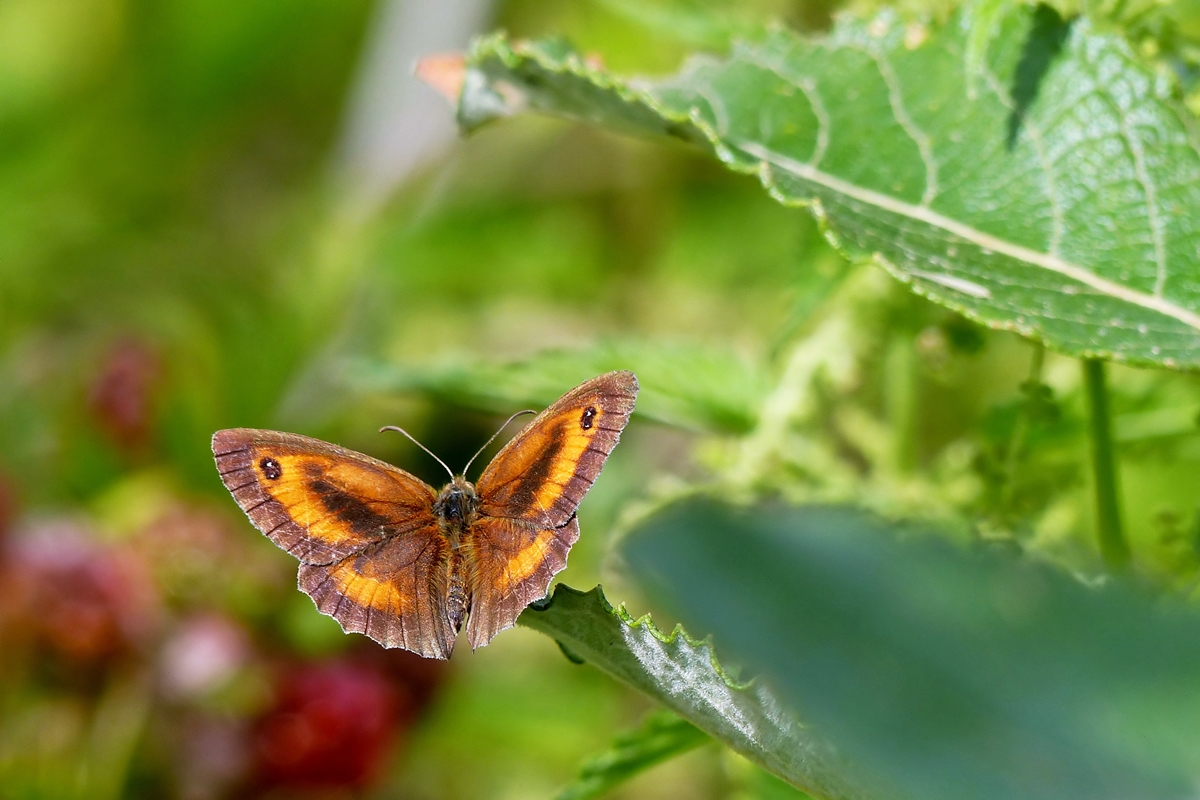 . Das Rotbraune Ochsenauge (Pyronia tithonus) �ffnet seine Fl�gel f�r einen kurzen Augenblick. 15.07.2015 (Jeanny)