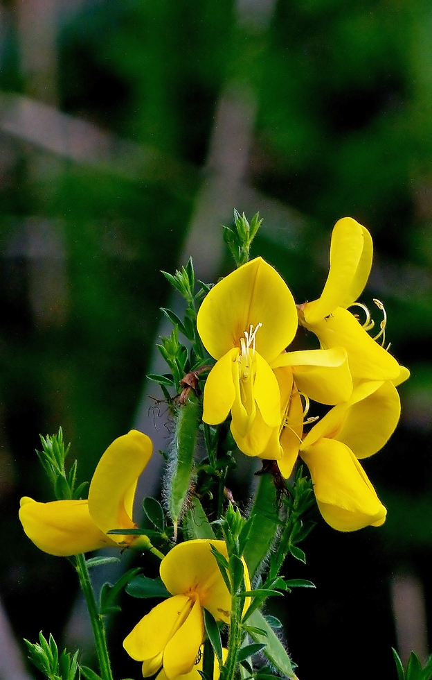 . Der Ginster bl�ht. 19.05.2014 (Jeanny)