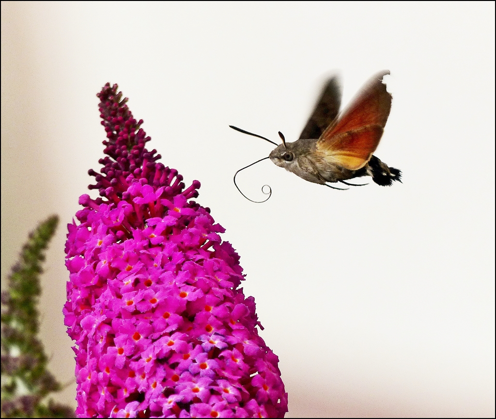 . Der Nektar des Buddleja zieht das Taubenschwnzchen (Macroglossum stellatarum) magisch an. 11.07.2018 (Jeanny)