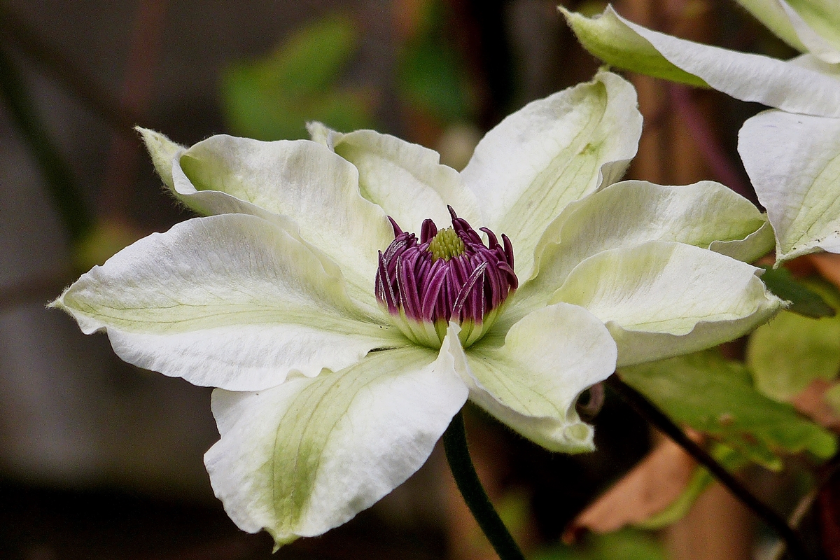 . Der Regen als Segen f�r die Pflanzen. 09.05.2014 (Jeanny)